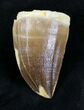 Mosasaur (Prognathodon) Tooth #20537-1